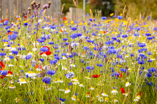 The Scents of Scotland: Heather, Lavender, Pine and the Scottish Landscape