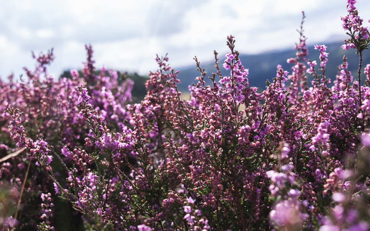 What does Heather Actually Smell Like?