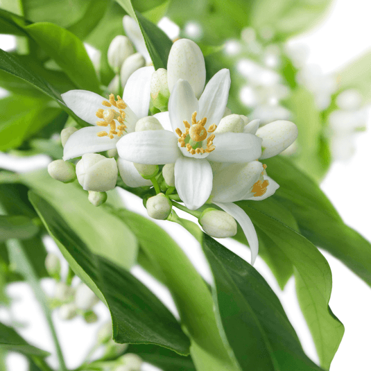 Neroli Flower