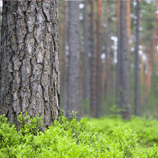 Scots Pine